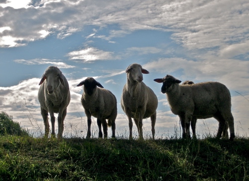 Immagine con pecore, nuvole, erba, animali, cielo, quattro, gregge, prato