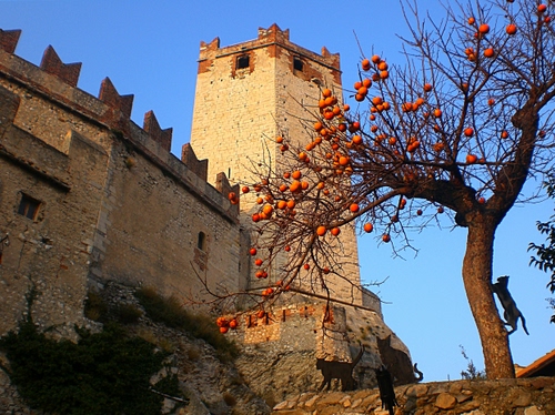 Immagine con albero, torre, castello, gatto, gatti, cachi, frutti, frutta, merli