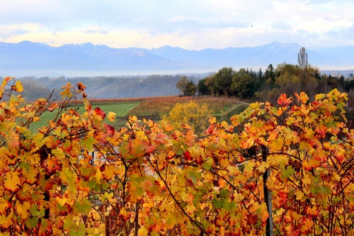 Immagine con autunno, foglie, colline, vite, paesaggio, alberi, vigna, montagne, campagna, panorama, rosso, viti