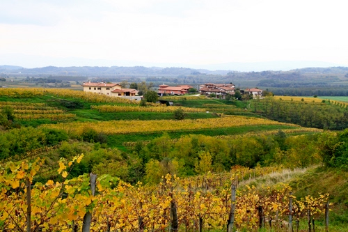 Immagine con viti, panorama, autunno, case, colline, alberi, verde, campi, campagna, giallo, paesaggio, vigneti