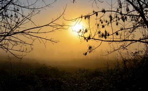 Immagine con rami, sole, nebbia, alberi, tramonto, campagna, foglie
