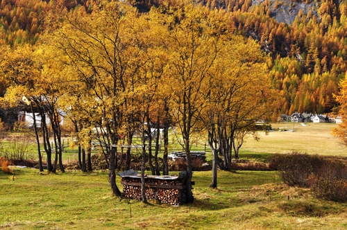 Immagine con autunno, alberi, giallo, prato, legna, foglie, bosco, catasta, erba, rami, case, verde, piante