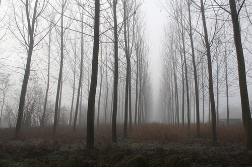 Immagine con alberi, nebbia, rami, bosco, prospettiva, tronchi, pioppi, inverno, pioppeto, grigio, vegetazione, case, filari, spogli, foschia