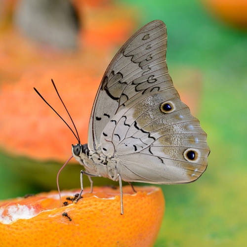 Immagine con farfalla, ali, arancia, antenne, zampe, arancione, insetto, grigio, verde, macro, insetti, occhi, arancio