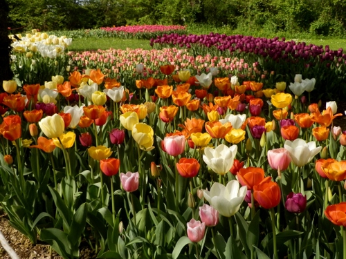 Immagine con fiori, tulipani, aiuole, aiuola, primavera, colori, multicolore, verde, giallo, piante