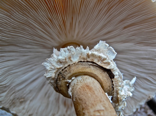 Immagine con gambo, fungo, cappella, bianco, lamelle, macro, anello, righe, linee, cappello