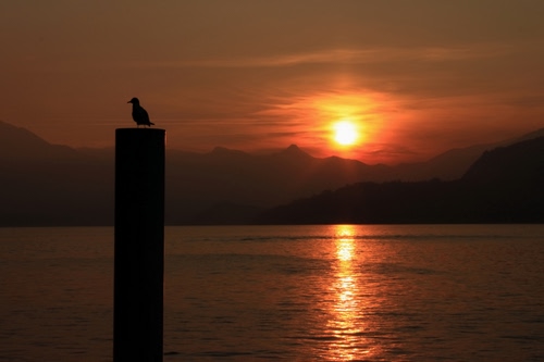 Immagine con tramonto, montagne, uccello, gabbiano, controluce, sole, mare, acqua, palo, lago, riflesso