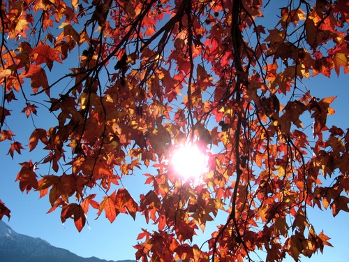Immagine con foglie, sole, controluce, albero, cielo, autunno, rami, rosso, rosse