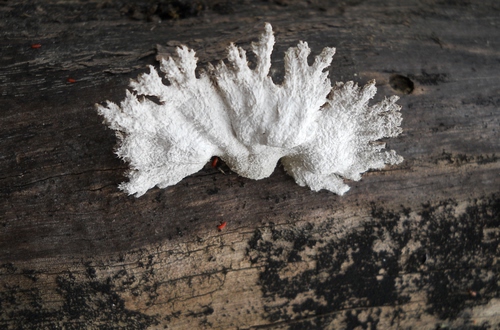 Immagine con bianco, fungo, legno, tronco, corteccia, insetti