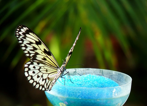 Immagine con farfalla, nero, ali, verde, azzurro, antenne, zampe, bianco, bicchiere, vetro, sfocato, cristalli, giallo, celeste, turchese, ciotola, plastica, insetto