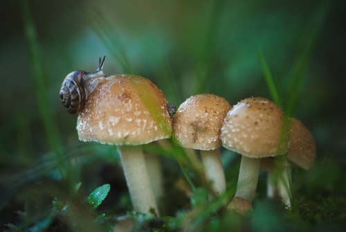 Immagine con funghi, erba, lumaca, verde, chiocciola, quattro, gambi, cappelle, spirale, guscio, macro, sfocato, fili, animale, bosco