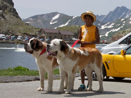 Immagine con cani, giallo, cappello, montagna, montagne, lago, due, automobile, neve, animali
