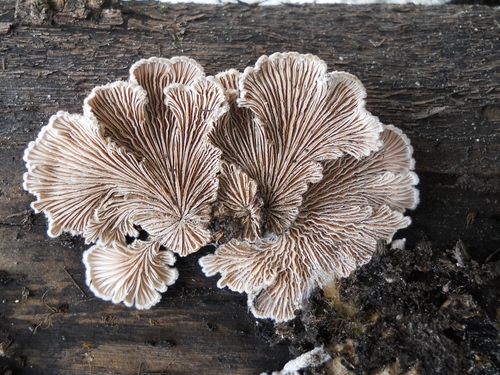 Immagine con funghi, legno, fungo, natura, ventaglio, tronco, pianta