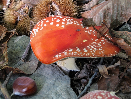 Immagine con fungo, castagna, rosso, ricci, foglie, velenoso, spine, riccio, autunno, bosco