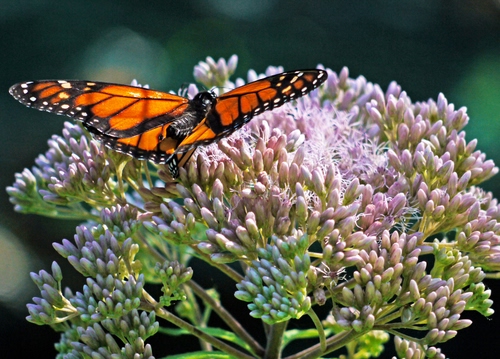 Immagine con farfalla, fiore, ali, arancione, rosa, fiori, arancio, nero, macro, insetti