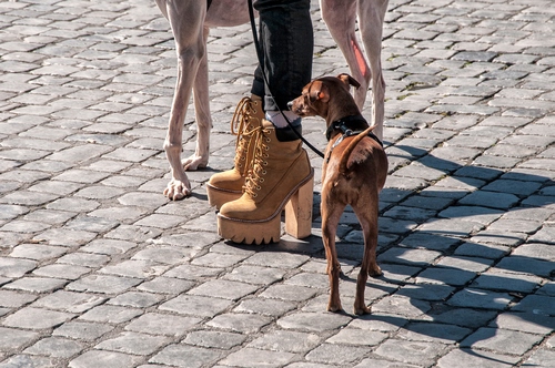 Immagine con scarpe, cane, zampe, tacchi, tacco, strada, marrone, stringhe, cani, animali