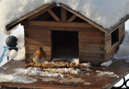 Immagine con neve, casetta, pettirosso, uccello, inverno, cibo, legno, mangime, capanna, bianco