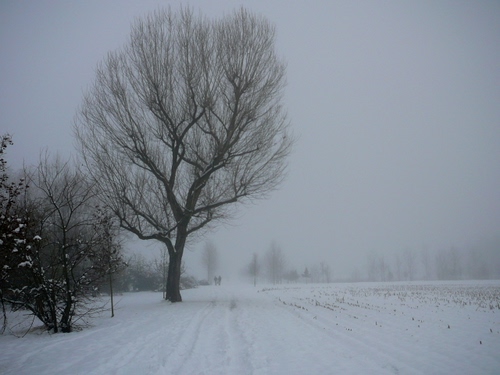 Immagine con neve, alberi, nebbia, inverno, albero, rami, cielo, bianconero, bianco