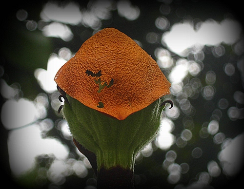 Immagine con verde, arancione, fiore, macro, astratto, sfondo, sfocato, arancio, bianco, pianta