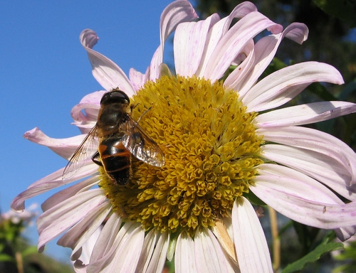 Immagine con ape, fiore, petali, giallo, corolla, rosa, ali