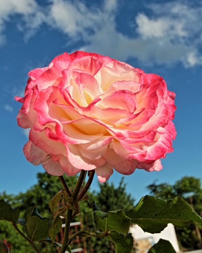 Immagine con rosa, fiore, petali, cielo, foglie, nuvole, verde