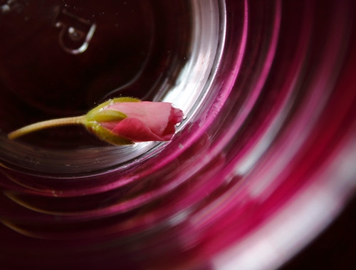 Immagine con fiore, rosa, bocciolo, petali, vetro, cerchi, gambo