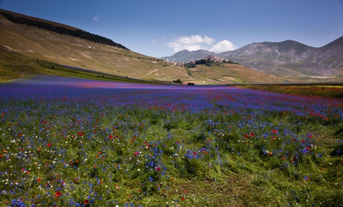 Immagine con fiori, nuvole, montagne, verde, cielo, panorama, rosso, castelluccio, erba, prato, viola, azzurro, bianco, colori, colline, collina, blu, campo, borgo, paesaggio, montagna