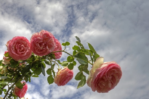 Immagine con rose, foglie, nuvole, fiori, cielo, ramo, rosa, petali, pianta