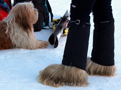 Immagine con cane, neve, pelo, sci, bianco, inverno, stivali, scarpe, pantaloni