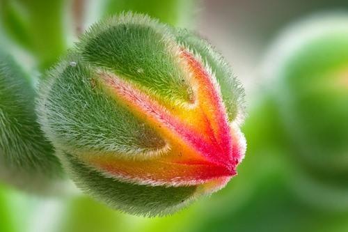 Immagine con verde, macro, bocciolo, fiore, peluria, giallo, rosa, peli, colori