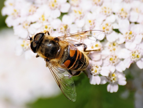 Immagine con ali, ape, fiori, insetto, macro, bianco, fiore, petali, zampe