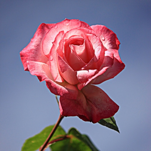 Immagine con fiore, rosa, foglie, petali, gocce, acqua, verde, cielo, gambo, stelo, natura, azzurro, macro