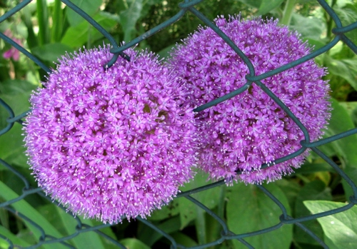 Immagine con fiori, viola, rete, verde, foglie, due, fiore, rosa