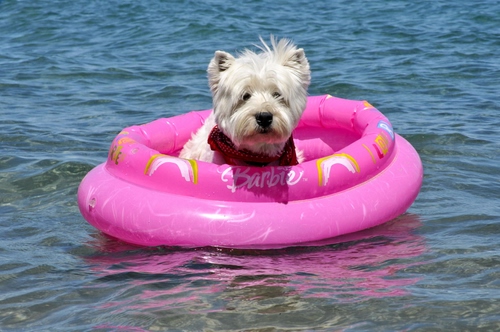 Immagine con cane, mare, rosa, acqua, canotto, animale, pelo, bianco