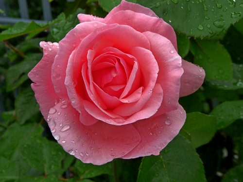 Immagine con rosa, petali, fiore, foglie, gocce, verde, rugiada