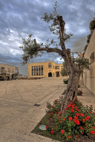 Immagine con albero, piazza, fiori, nuvole, rosso, rossi, aiuola