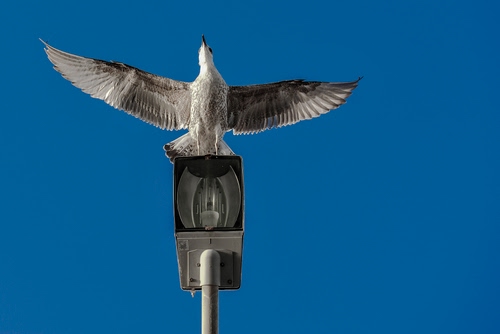Immagine con ali, lampione, uccello, cielo, azzurro, gabbiano, volo, blu, lampadina