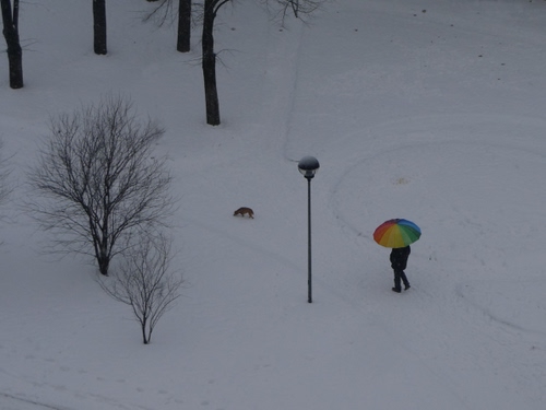 Immagine con neve, ombrello, alberi, inverno, lampione, cane, bianco