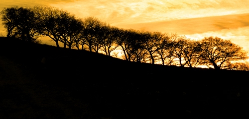 Immagine con controluce, tramonto, alberi, giallo, nero, arancio, cielo, silhouette, piante