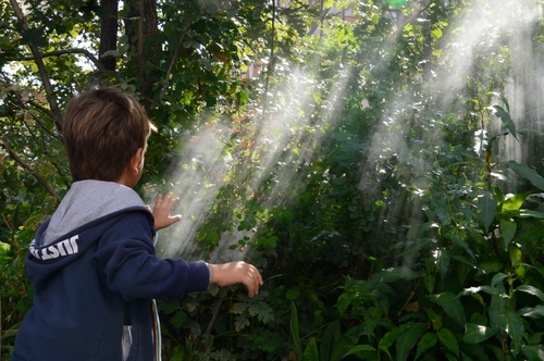 Immagine con bambino, luce, verde, alberi, foglie, raggi, mani, piante, bosco