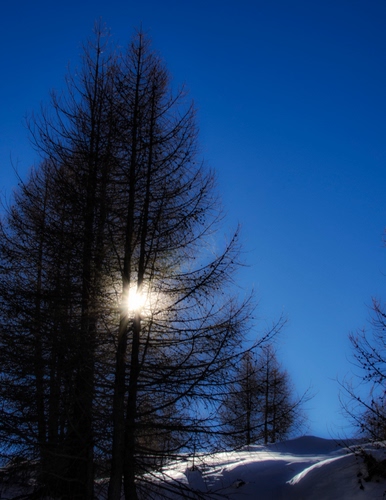 Immagine con neve, alberi, cielo, controluce, sole, inverno, montagna, azzurro, blu, albero