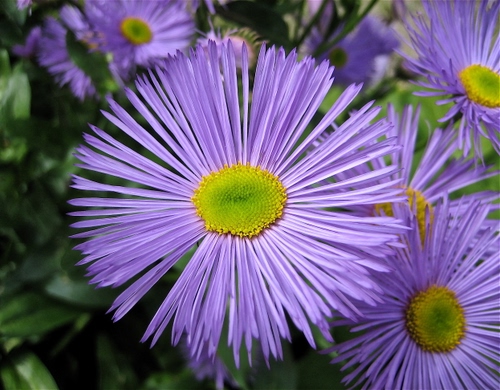 Immagine con viola, petali, giallo, fiori, fiore, verde, foglie, macro