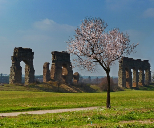 Immagine con albero, ruderi, prato, fiori, pesco, erba, rovine, primavera, archi, acquedotto, cielo