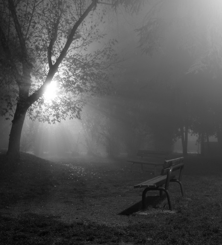 Immagine con panchina, nebbia, sole, bianconero, albero, controluce, alberi, parco, rami, luce, foschia