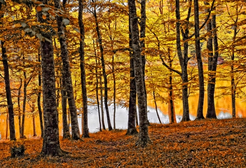 Immagine con autunno, foglie, alberi, bosco, giallo, tronchi, lago