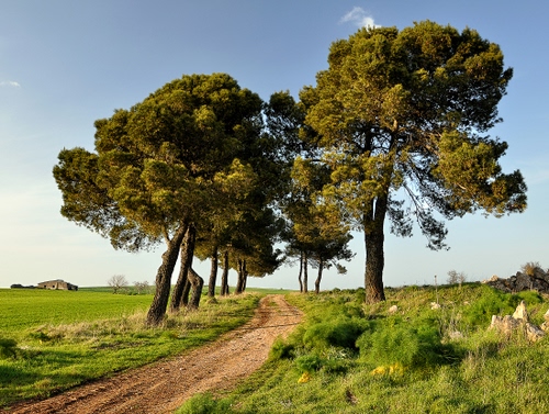 Immagine con verde, alberi, sentiero, strada, erba, cielo, campi, campagna, pini, prato, terra