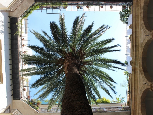 Immagine con cielo, palma, tronco, albero, foglie, palazzo, archi