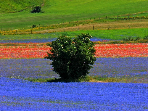 Immagine con verde, rosso, fiori, albero, viola, blu, colori, pianta, lavanda, campagna, azzurro