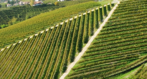 Immagine con verde, filari, vigne, campi, vigneto, campagna, geometrie, strada, prato, linee, strade, piante