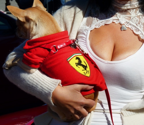 Immagine con ferrari, cane, rosso, seno, mano, sensuale, stemma, cavallino, scollatura, guinzaglio, bianco